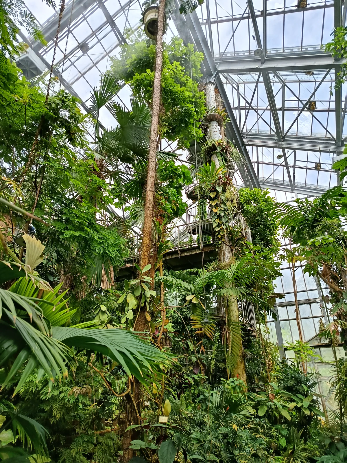 Lush glasshouse interior of the Osnabrück botanical garden with palms, ferns and a wooden walkway