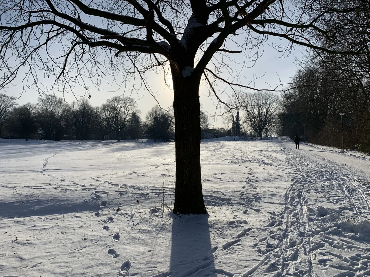 Sunlit snow-covered winter path and large bare tree in an Osnabrück park