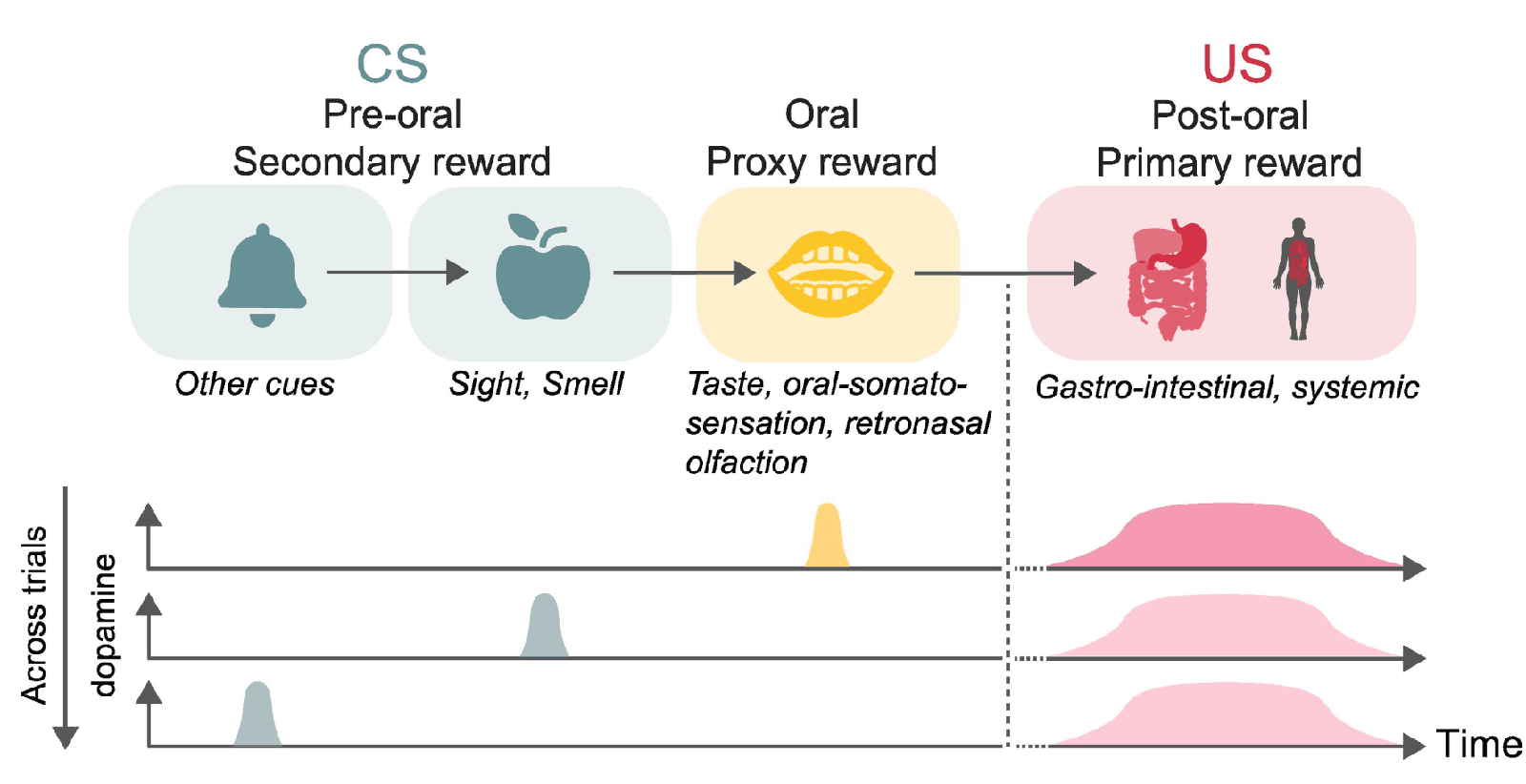 Diagram of reward across a meal, from pre-oral cues through oral and post-oral rewards, with the dopamine responses they produce across trials.